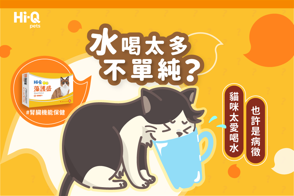 貓咪水喝多不只因為天氣熱